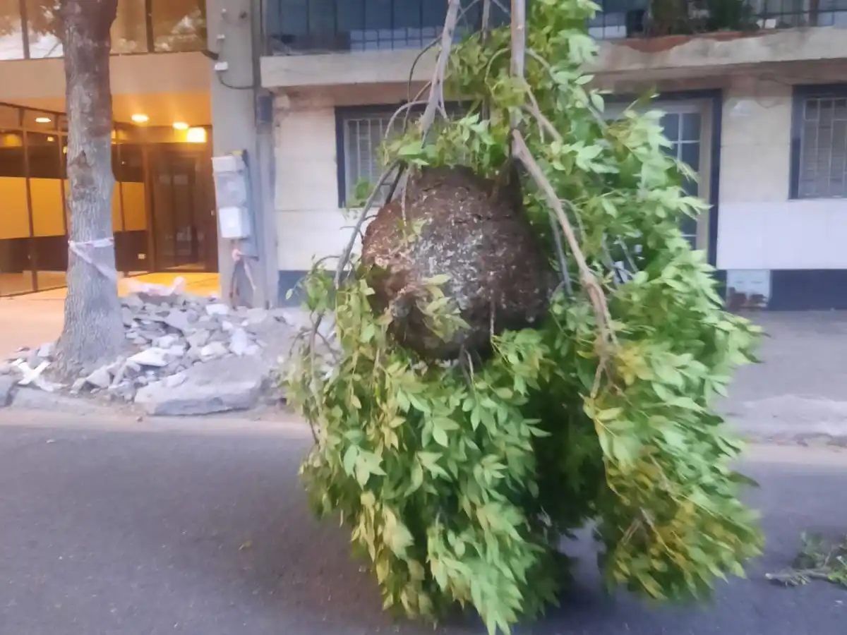 Una rama con un panal de avispas quedó colgando en el medio de la calle en Ituzaingó y Mitre