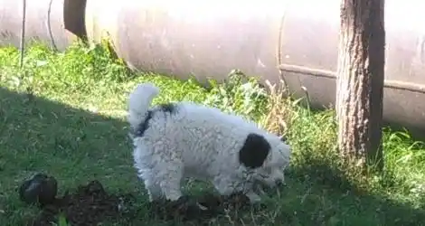 Buscan a este perro: se lo llevaron frente a Pesca y Casting