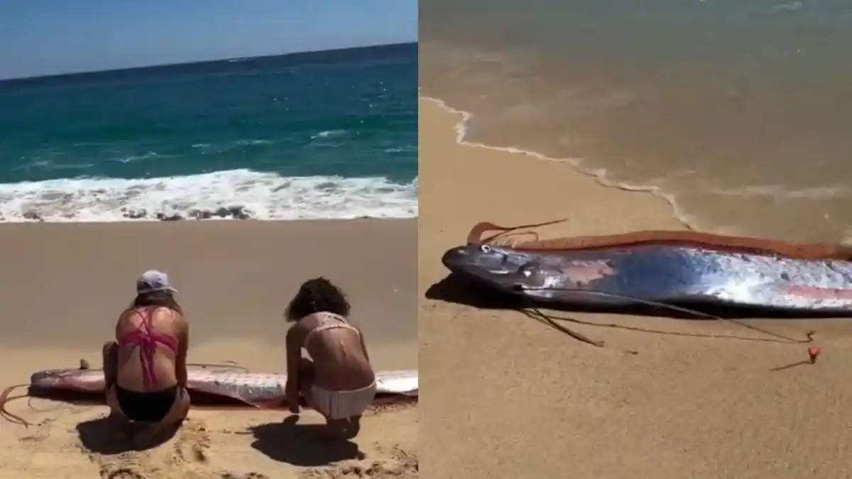 Dos peces remo aparecieron en una playa de México y reavivaron la leyenda del “fin del mundo”