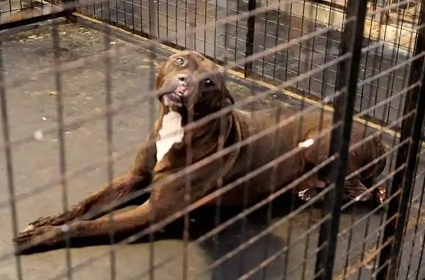 Presentan pedido de informes para clarificar si hubo maltrato animal y problemas en alojamiento y alimento de los animales