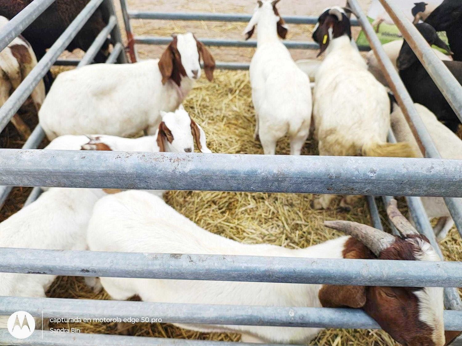 Gran fiesta en la primera Expoferia de
ganado menor y hortícola en Las Lomitas