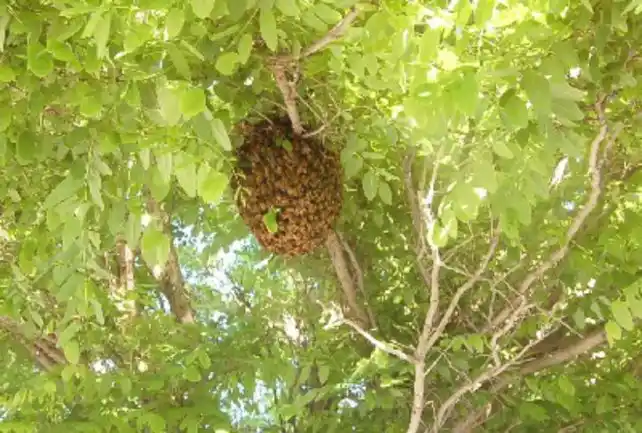 Rosario: preocupa la proliferación de abejas y avispas