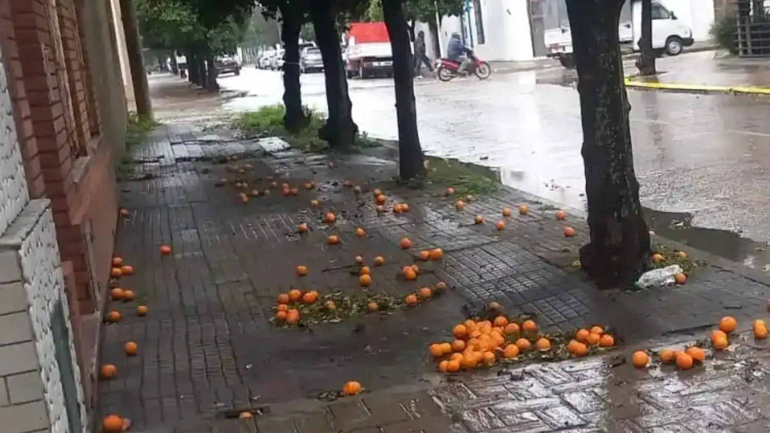 Naranjas amargas