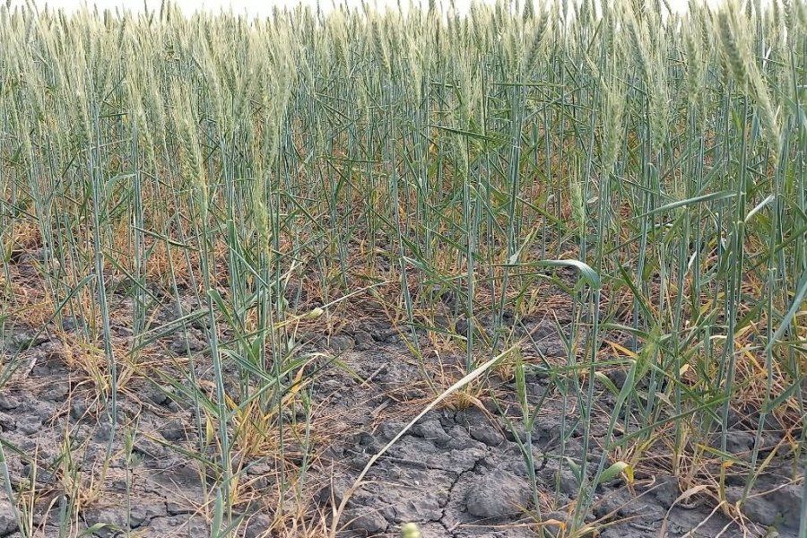 El calor extremo y el viento Norte, se llevaron buena parte de los rindes