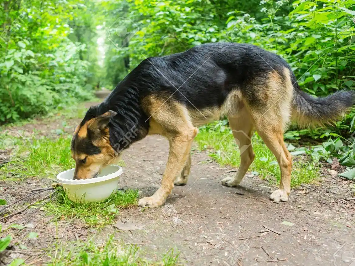 Se pide un sencillo gesto a la comunidad para contribuir a que perros callejeros no padezcan sed.