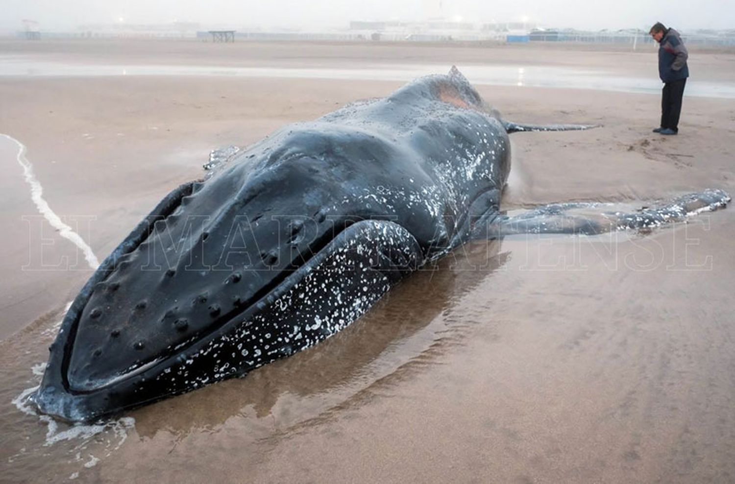 Horas cruciales para el rescate de una ballena en Punta Mogotes