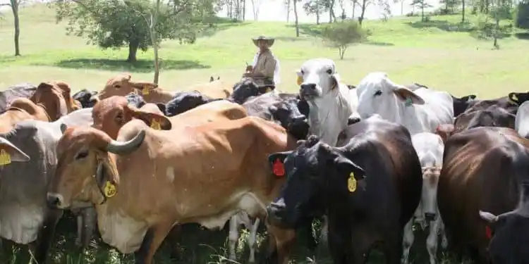 Ganaderos venezolanos AZOTADOS por guerrilla y pandillas, denuncia FundaRedes