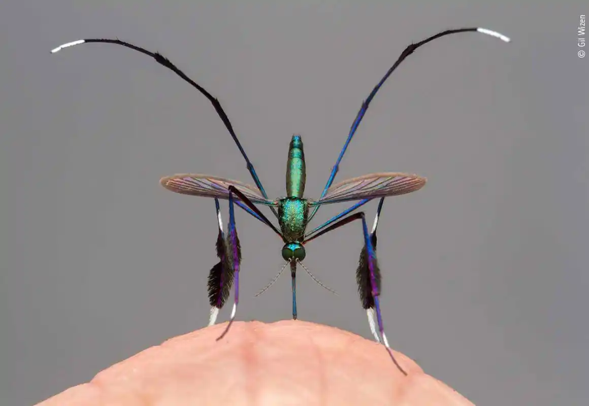 Los mosquitos pican más a unas personas que a otras