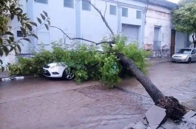 La caída de un árbol destrozó un automóvil en la vía pública

