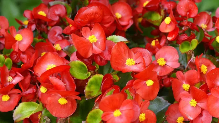 begonias - 2