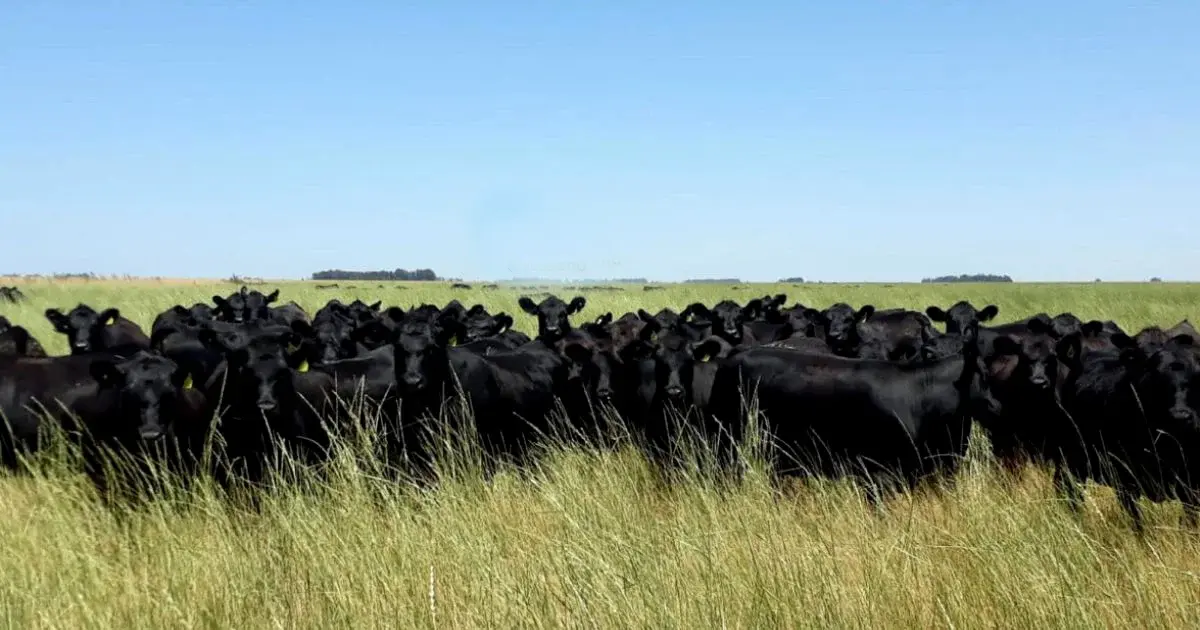 El Rosario, vacas “llave en mano” aptas todo terreno