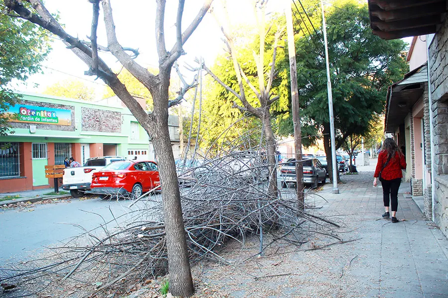 Poda urbana: el municipio recibe alrededor de 25 pedidos de autorizaciones por día
