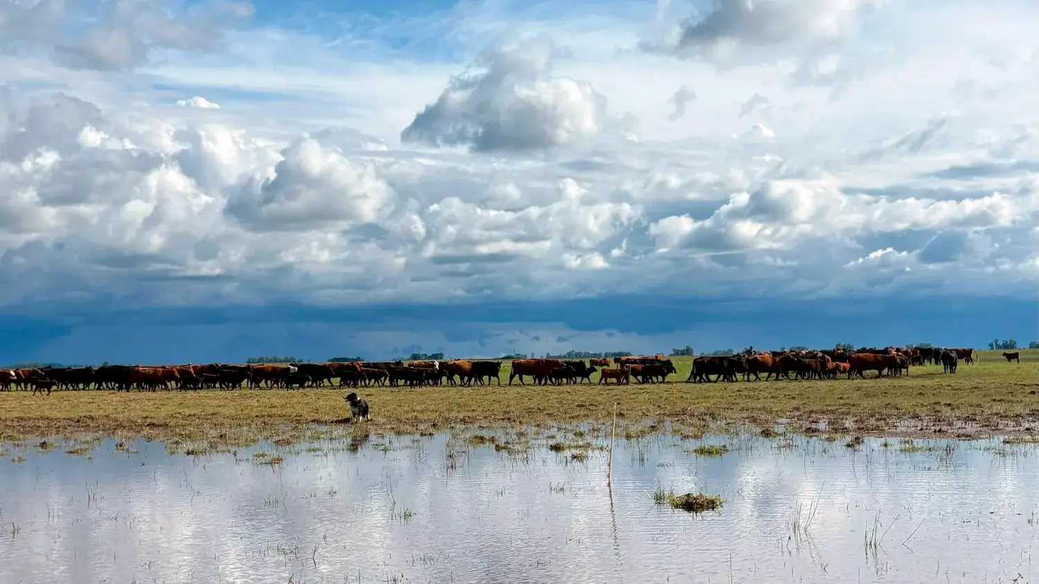 Alerta por "El Niño", un fenómeno sin precedentes