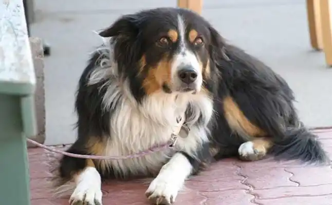 Preparan un encuentro masivo entre perros perdidos y dueños que los buscan