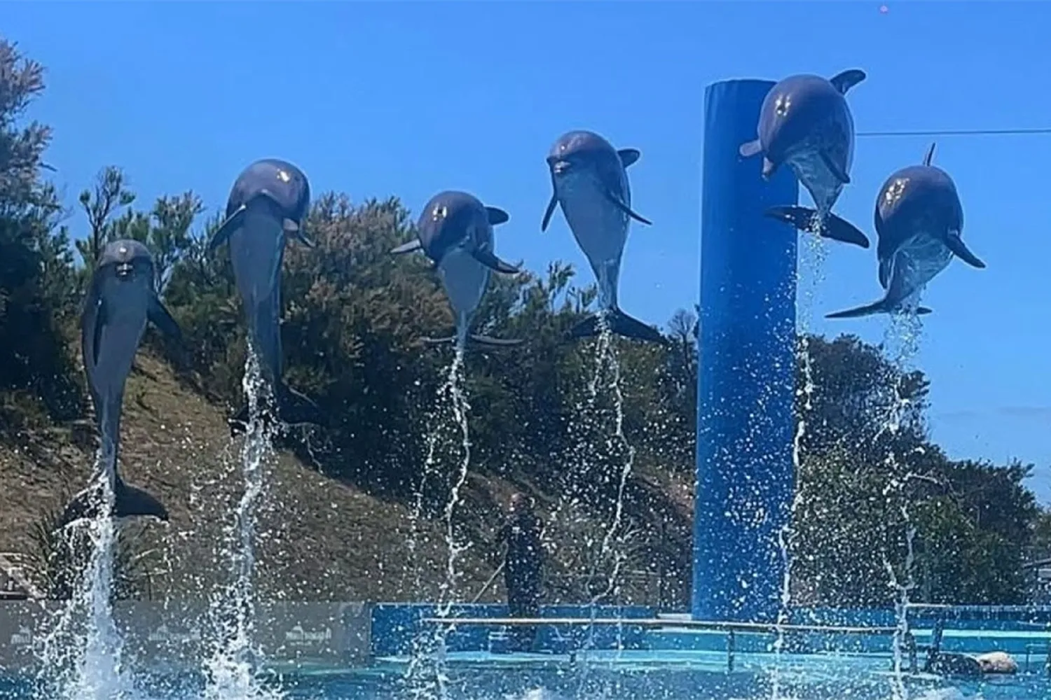 Cierra el Aquarium de Mar del Plata: qué pasará con sus siete delfines y otros animales