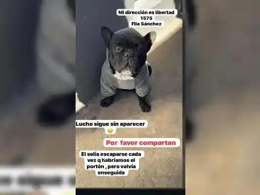Encontraron esta pechera en Mitre 2900