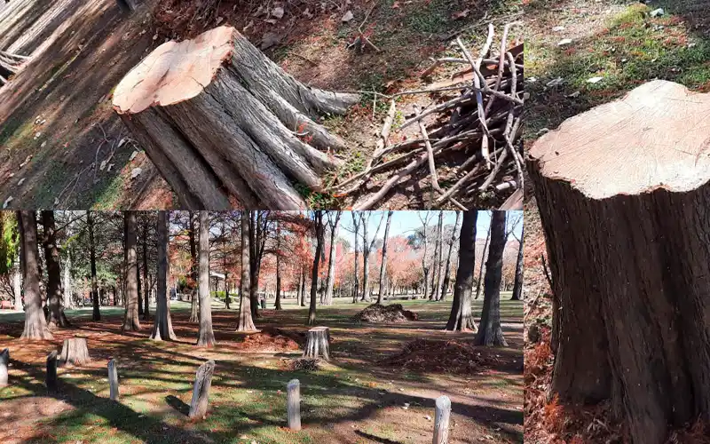 “Indignada: árboles sanos que fueron mutilados”