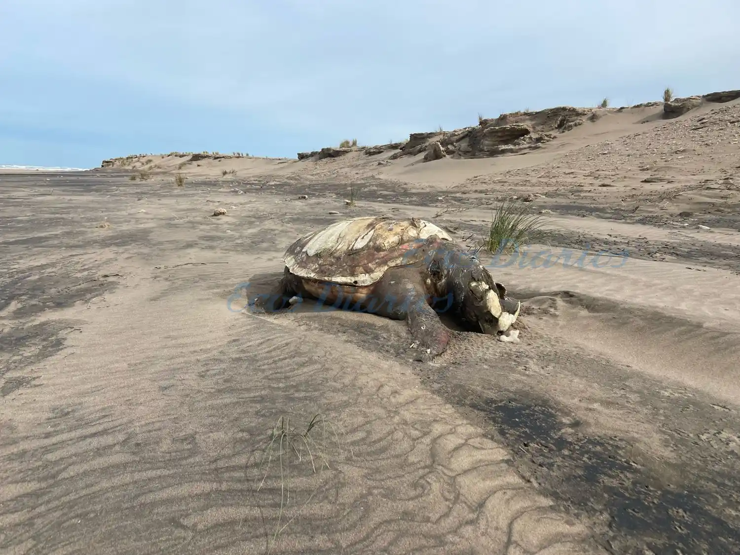 La tortuga, en avanzado estado de descomposición y de grandes dimensiones