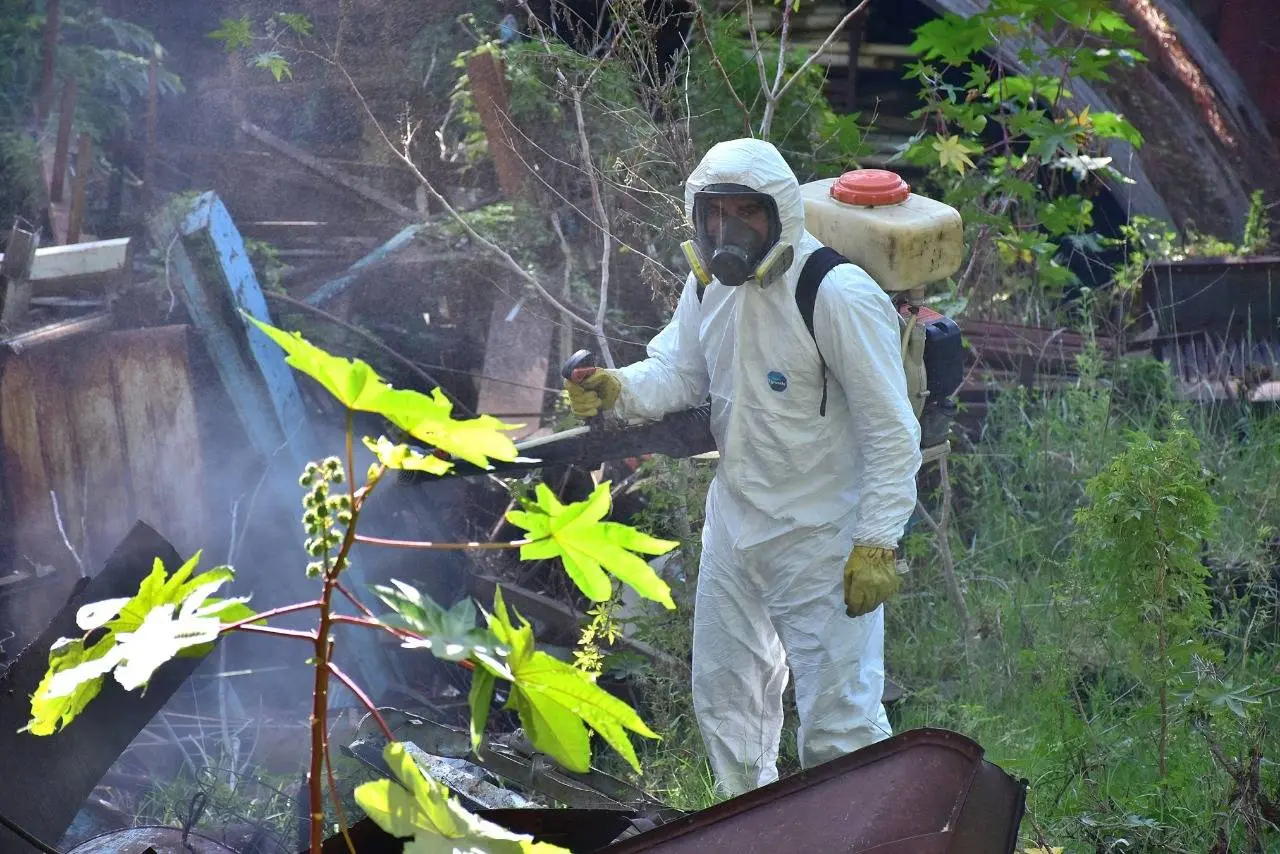 Aedes Aegypti: recuerdan la importancia de la descacharrización como principal barrera contra el dengue
