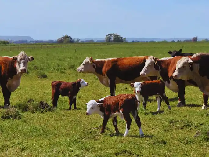 Una diputada propuso un impuesto a la emisión de gases de las vacas
