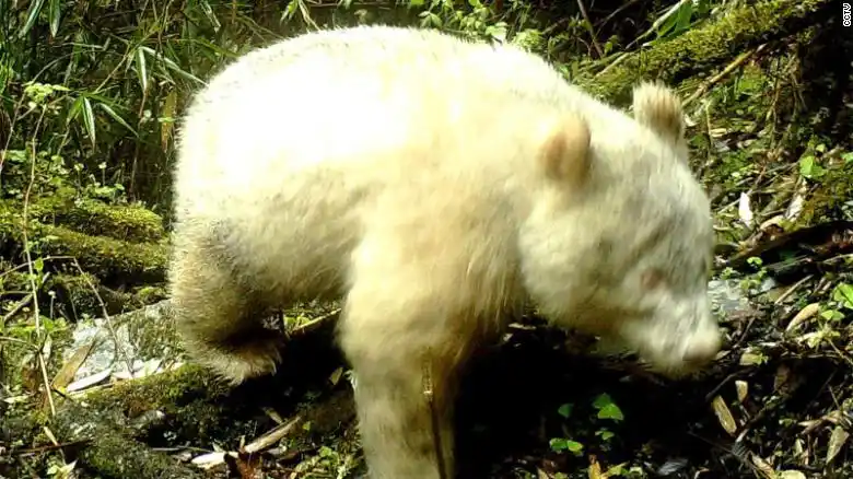 China: primer registro de un panda gigante totalmente albino