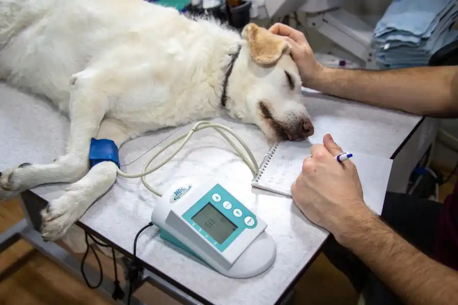 Insólito: iban a casarse, su novia casi mata a su perro y él decidió cancelar la boda