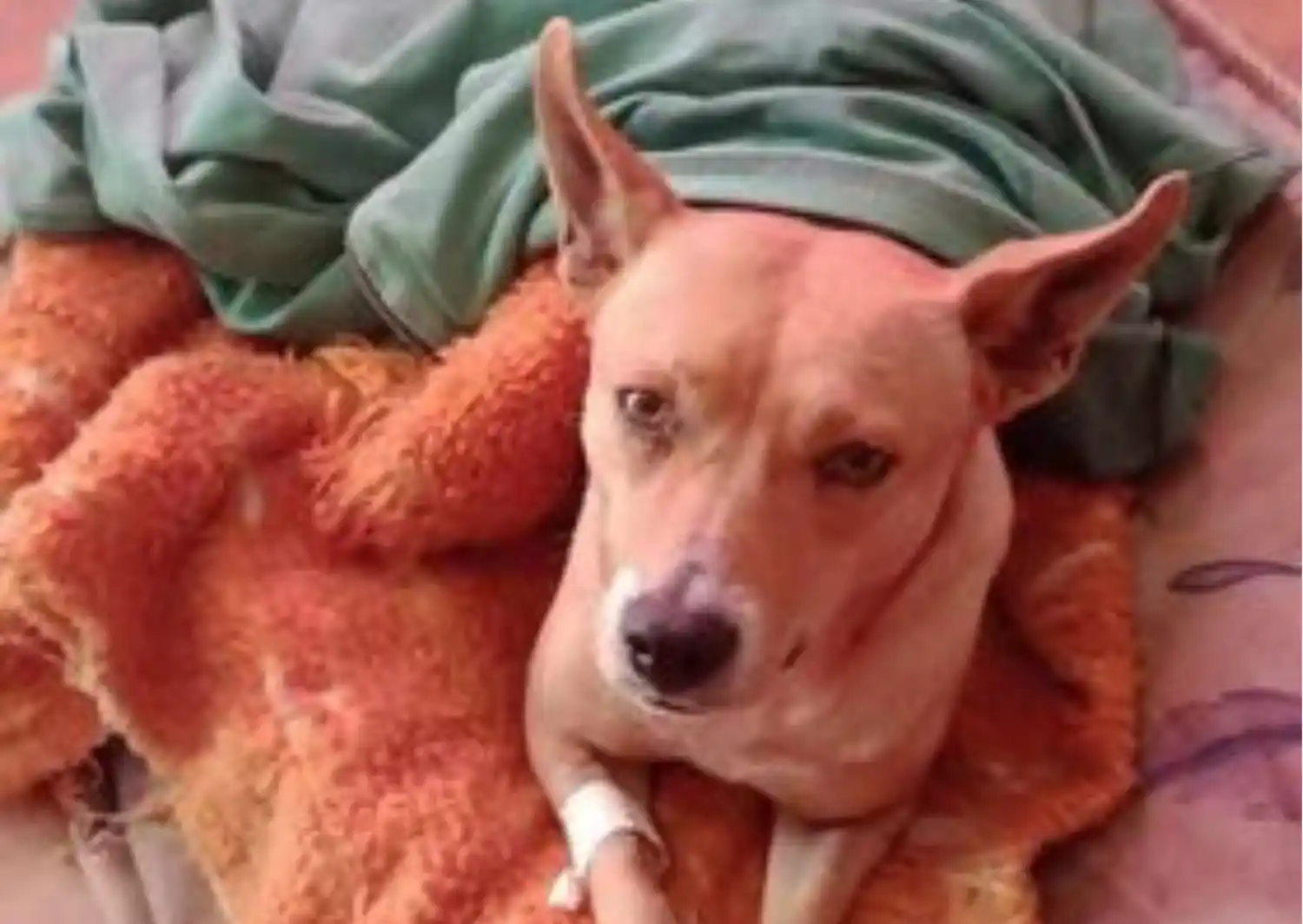 Perrita perdida: buscan a Lara