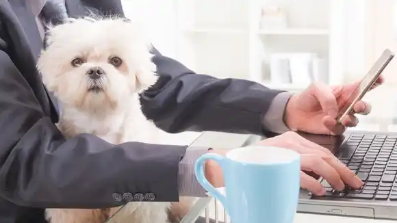 Con las mascotas al trabajo: "A la Argentina le hace falta una preparación todavía"
