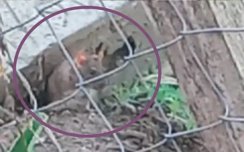 Zanjón de Lavalle: invadidos por los ratones