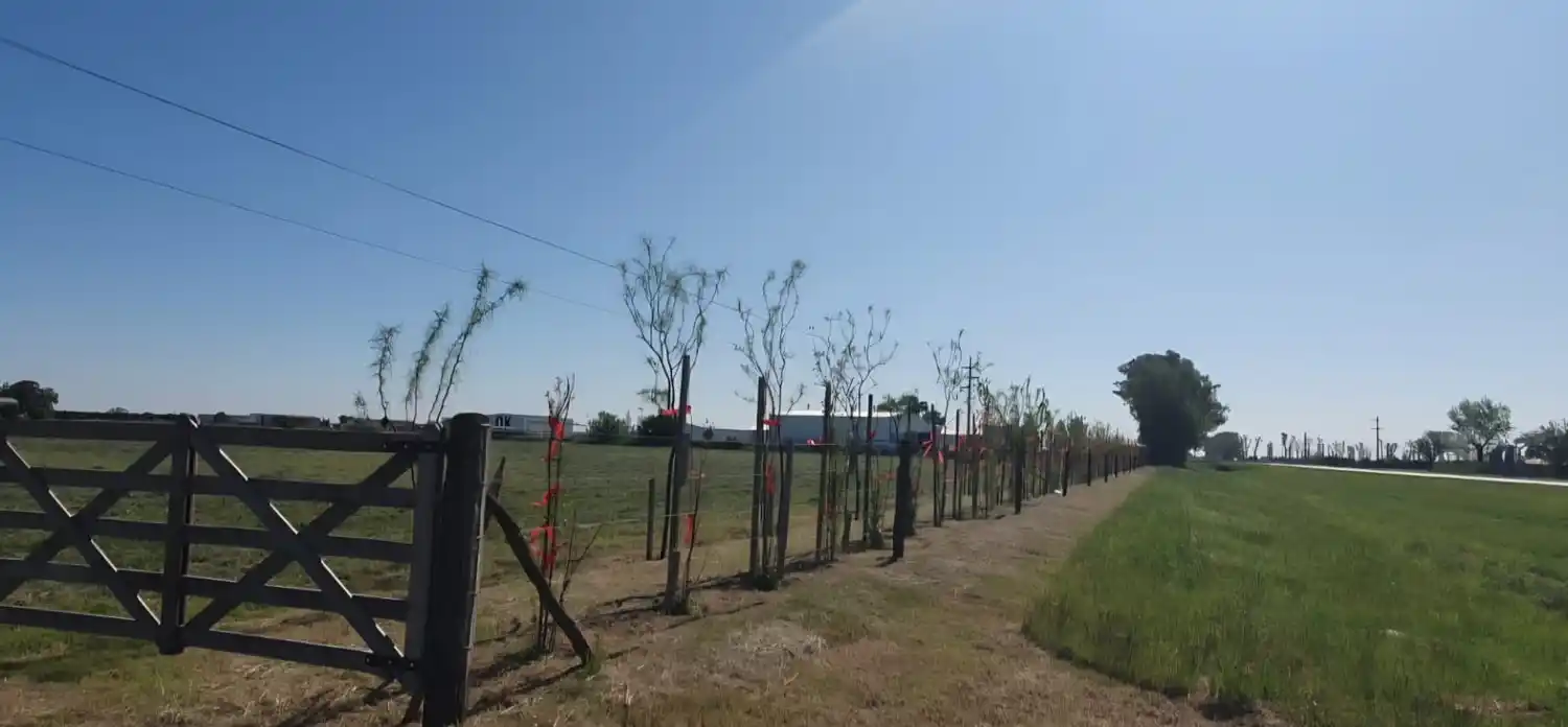 cortinas forestales - 1