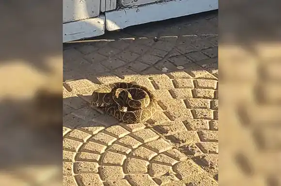 Alerta en la región por aparición de una yarará: intervinieron los Bomberos