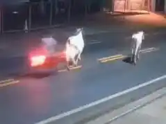 Murió Antony Ylano, futbolista brasileño, tras chocar su moto con una vaca