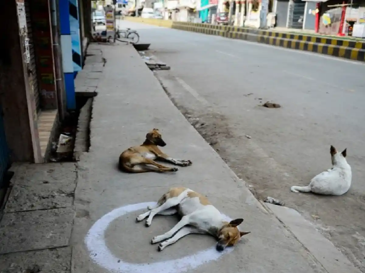 Tucumán aprobará ley para proteger perros y gatos callejeros