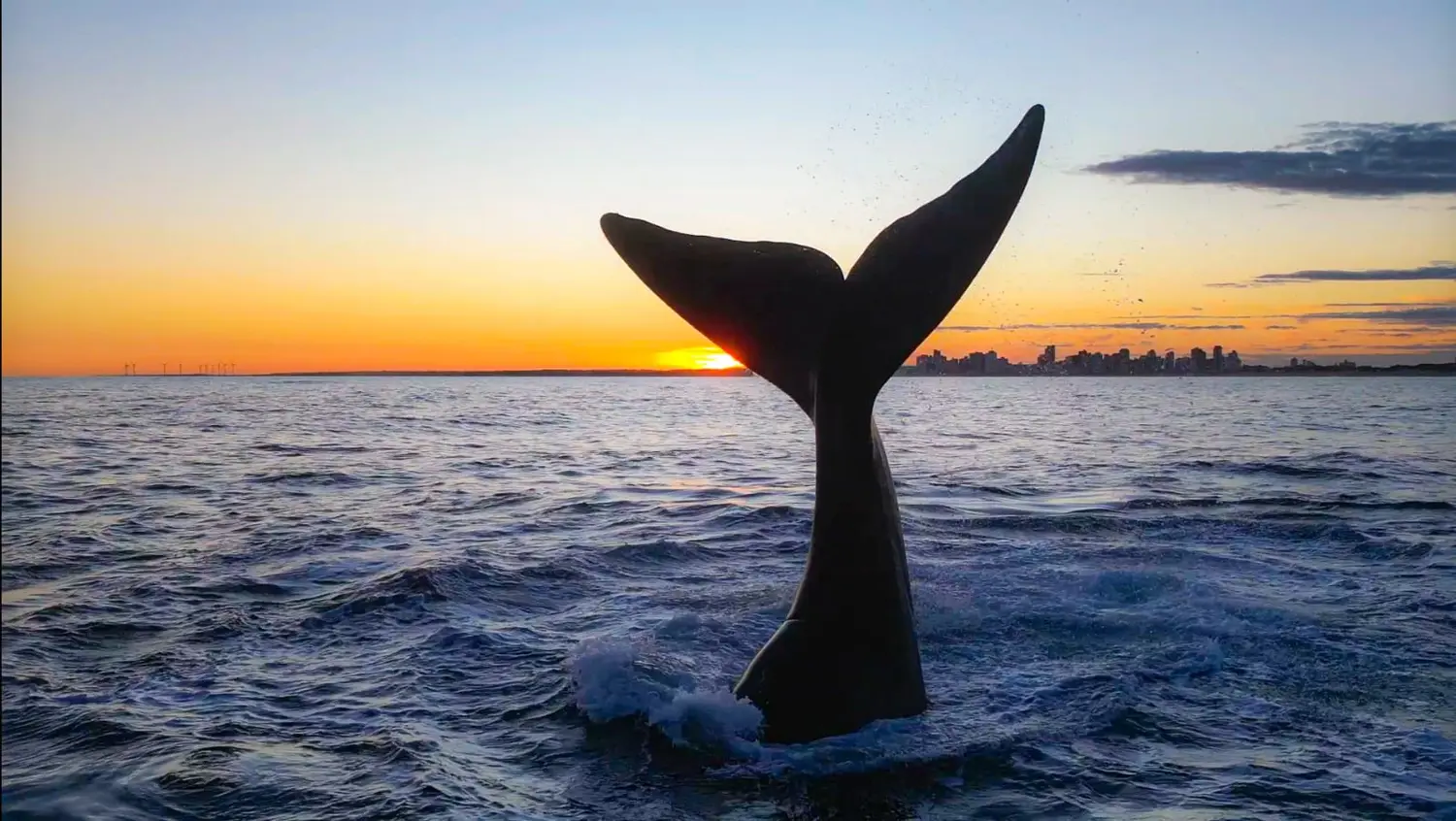 Las ballenas y su paso por Necochea