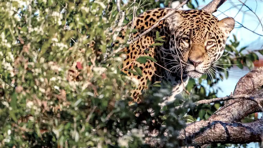 Una yaguareté nacida en cautiverio fue liberada en los Esteros del Iberá