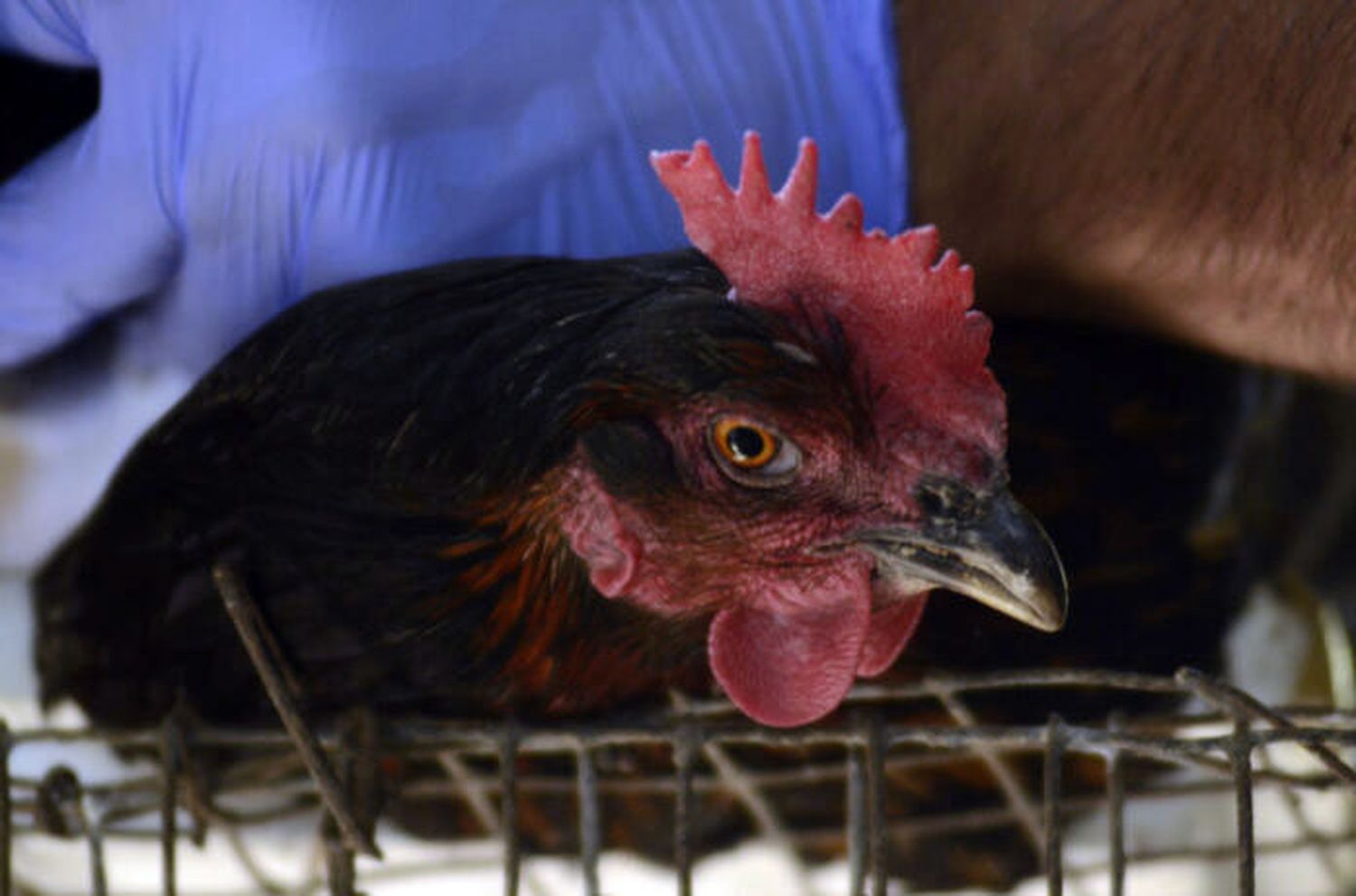 Confirman nuevos casos positivos de gripe aviar en granjas comerciales