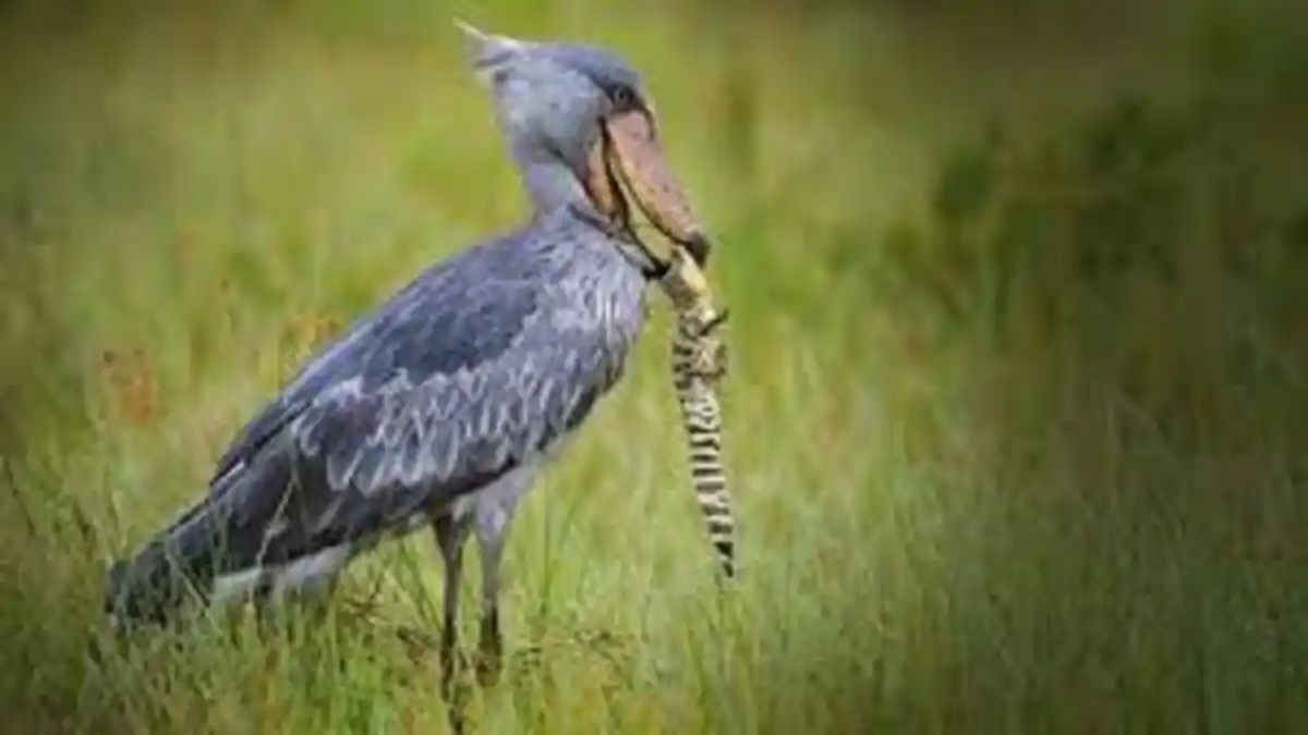 PICOZAPATO: un ave enigmática que come cocodrilos bebés y mata a sus hermanos