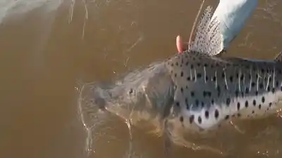 En Entre Ríos rige la veda para la pesca de surubí hasta el 15 de marzo