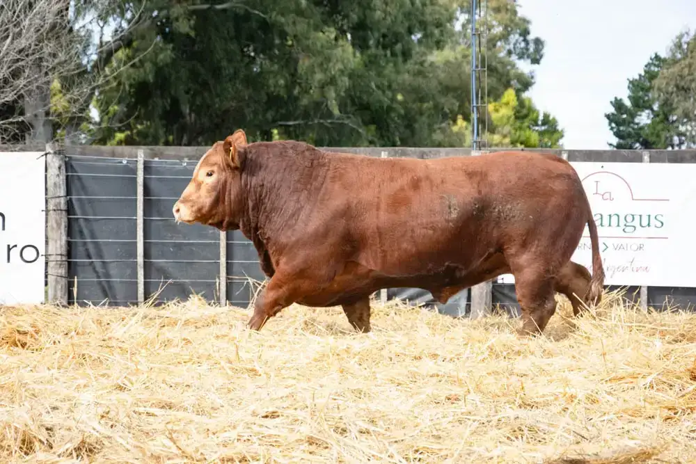 don pedro limangus