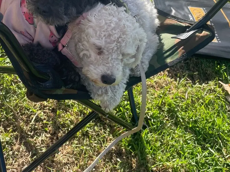 Buscan a este perrito perdido