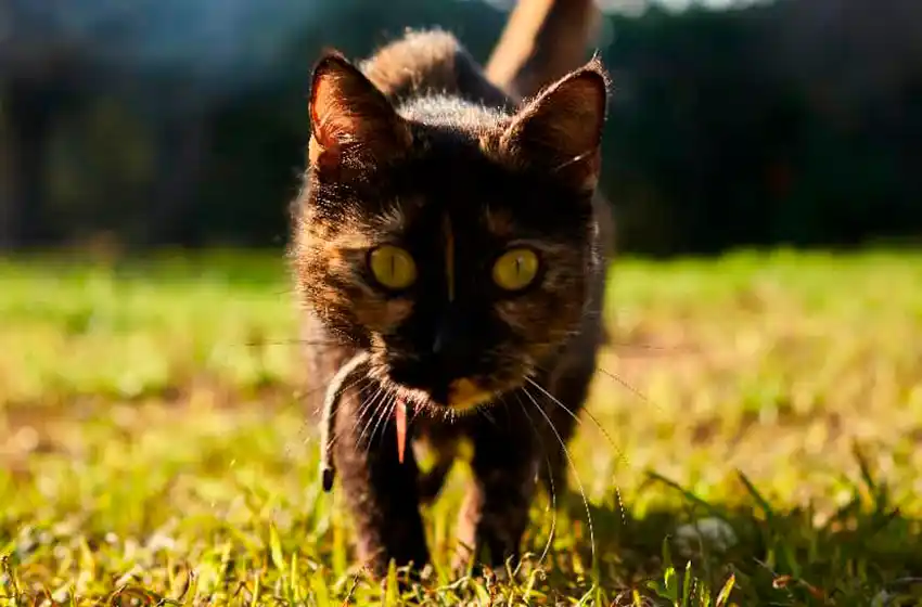 ¿Dónde se ubicarán los quirófanos móviles para animales la próxima semana?