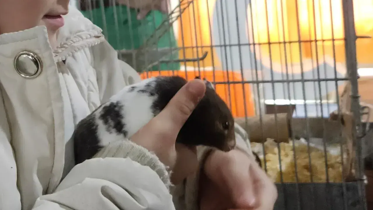 Zoolidarios volvió a la ExpoRural de Rafaela: animales, educación y un vínculo que también transforma vidas