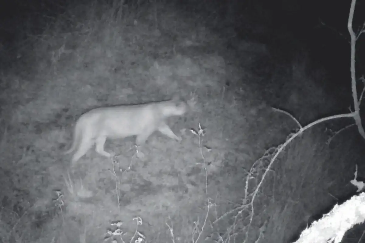 Día del Puma: estudios confirman la vuelta del depredador tope a Gualeguaychú y parte de Entre Ríos