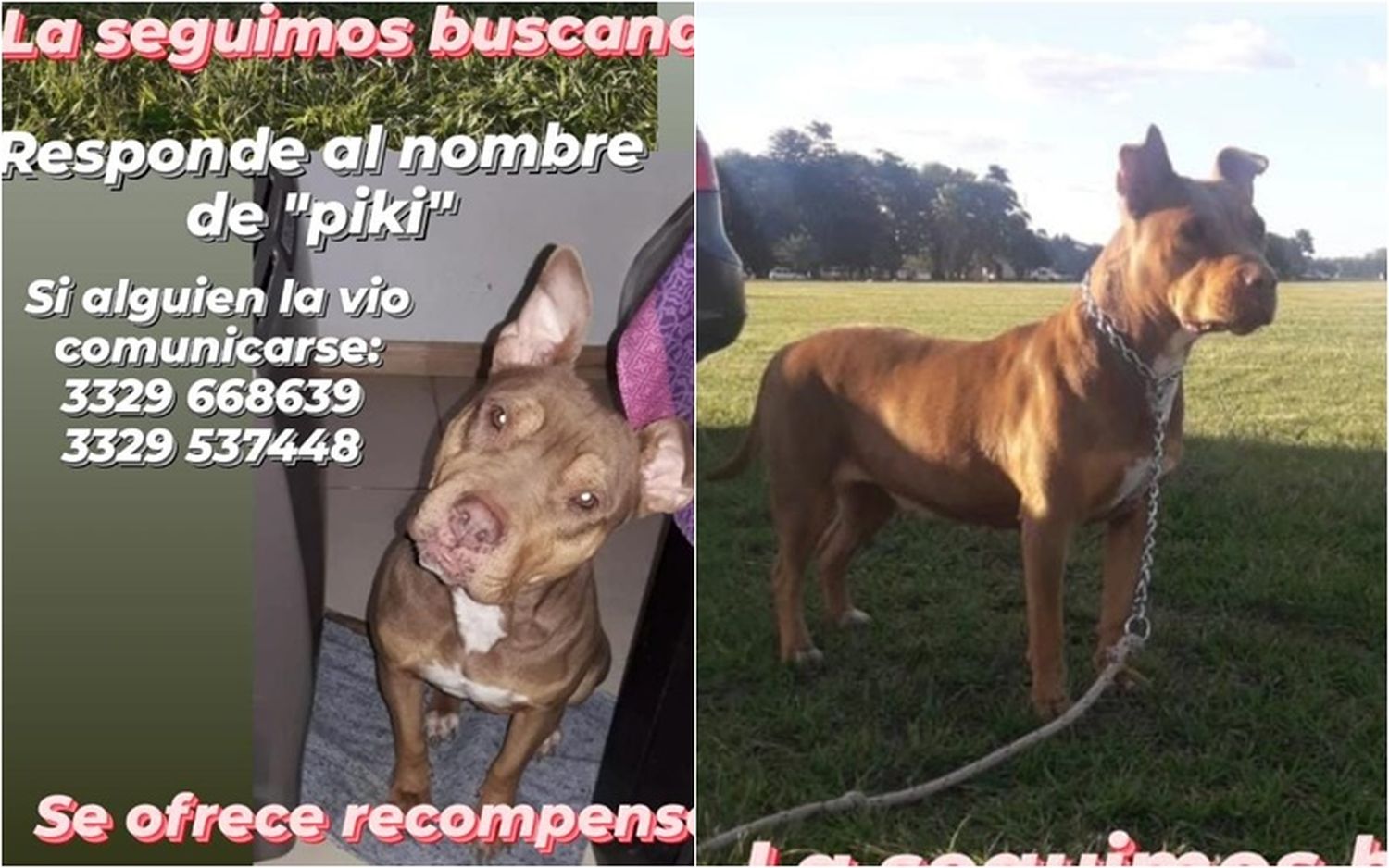 Buscan a Piki