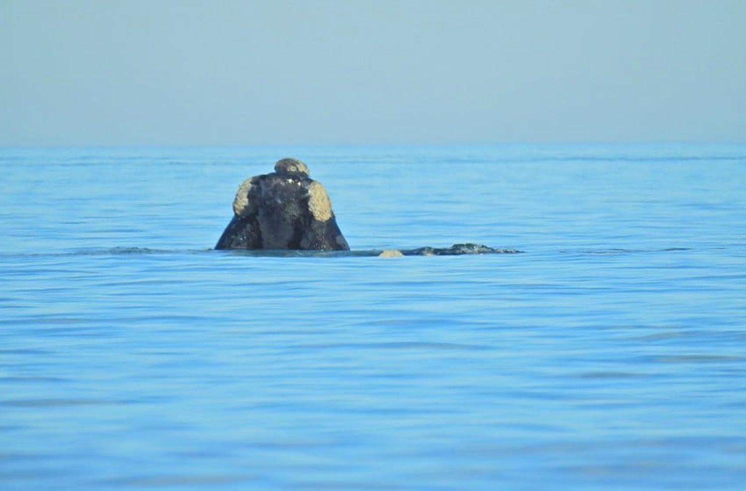 Arranca la temporada de ballenas: cuánto dura y cómo se puede disfrutar