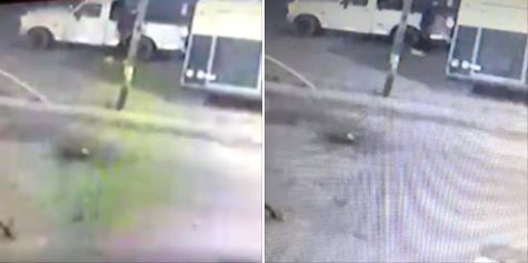 Insólito: Buscan a un perro por ser cómplice de un delincuente en Burzaco