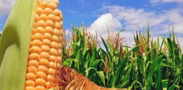 El informe mensual del USDA resultó bajista para la soja y el maíz
