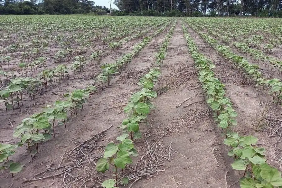 Lote con algodón; en crecimiento vegetativo, muy buen estado, en el centro sur del departamento General Obligado