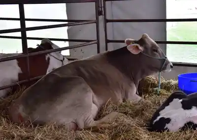 Ocho razas lecheras y un solo stand: uno de los principales atractivos de la TodoLáctea