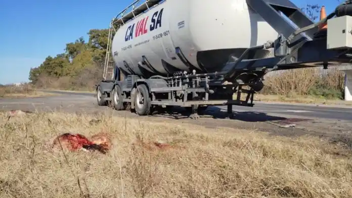 El Scania perteneciente a una empresa hormigonera embistió a vacas que se encontraban sobre la calzada. - El Civismo -